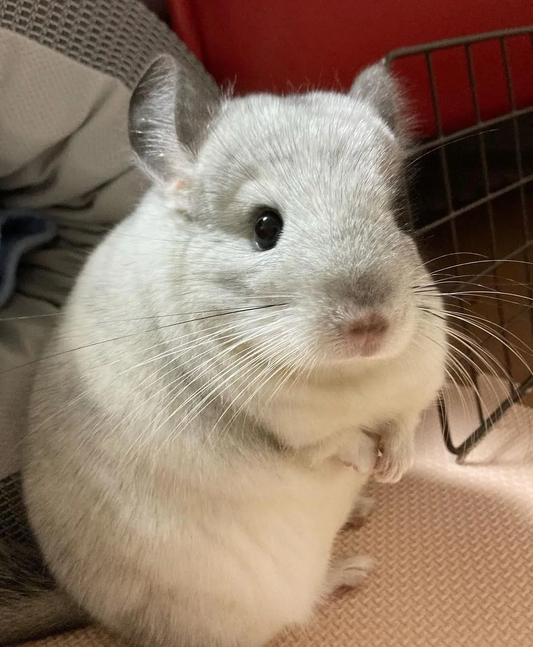 Chinchillas