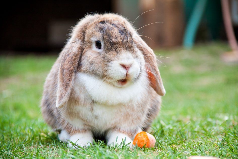 Conejos